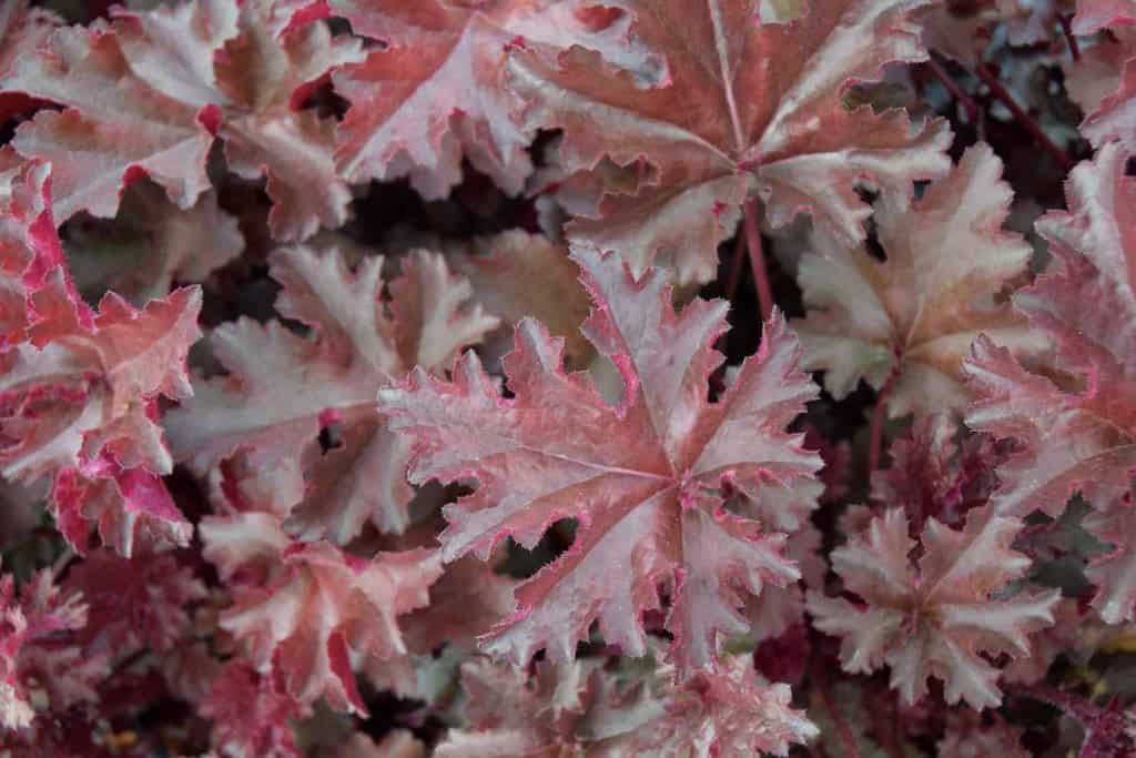 Heuchera 'Chocolate Ruffles' ® ---